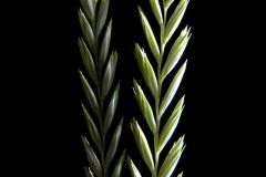 Agropyron-elongatum