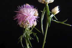 Centaurea-deusta