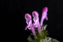 Lamium-amplexicaule