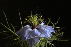 Nigella-damascena