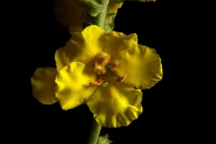 Verbasc-phlomoides