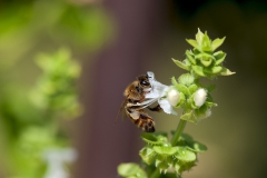 Apis Millifera_insetti