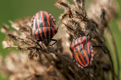 Cimice delle piante (Graphosoma italicum)1_insetti