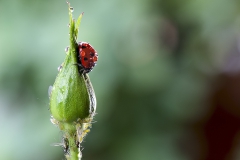 Coccinella comune e Afidi_insetti