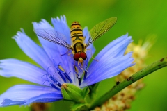 Episyrphus Balteatus_insetti