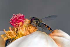 Episyrphus Balteatus_insetti