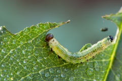 Larva di argea pagana_insetti