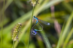 Natural love_damigella iscnura elegans_insetto