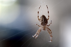 Ragno crociato araneus diadematus_insetti